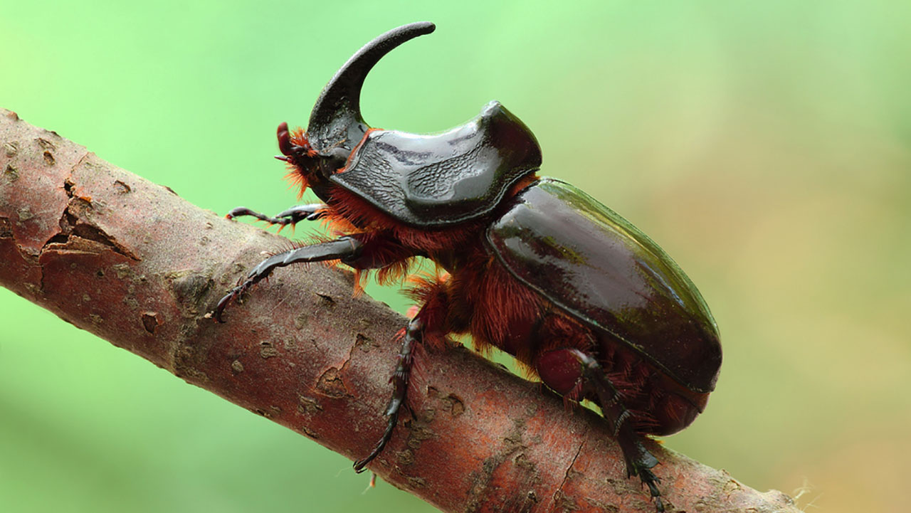 Самые крупные жуки Крыма - жук носорог